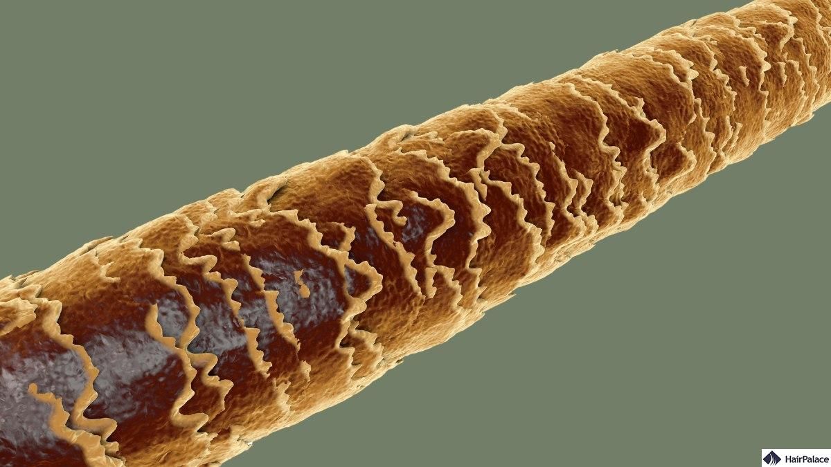 Molekulare Struktur des Haares: Hauptverbindungen und Haarreparatur